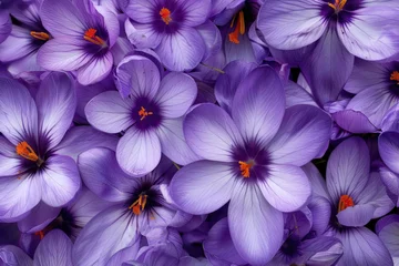  Stunning purple crocus flowers in full bloom, heralding the arrival of spring © Veniamin Kraskov
