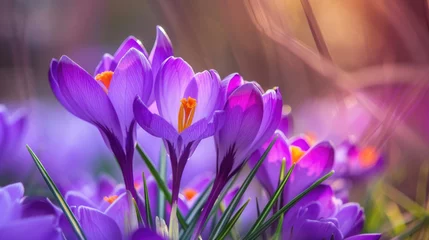 Tuinposter Stunning purple crocus flowers in full bloom, heralding the arrival of spring © Veniamin Kraskov