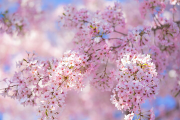 Spring background. Blossom tree branch with white flowers. Spring flowers. White flowers the fruit tree. The sakura. Cherry blossom trees in bloom. Blooming apple tree in the spring garden.
