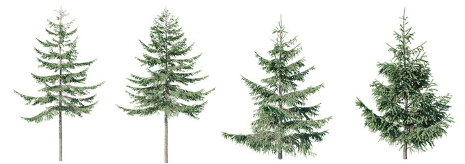 Set of Spruce green tree isolated on transparent background 3d PNG