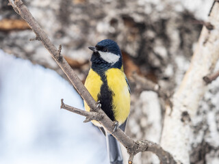 Naklejka premium Cute bird Great tit, songbird sitting on the branch with blurred background