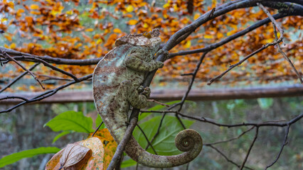The chameleon is hiding in a tree, holding onto a branch with its paws. Mottled-striped green skin, long curled tail. Side view. Madagascar. Kennel reptiles Peyriyar