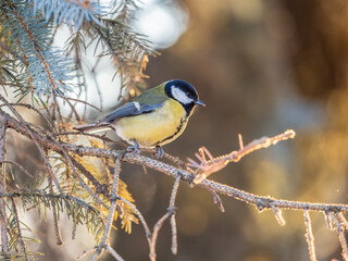 Cute bird Great tit, songbird sitting on the branch with blurred background
