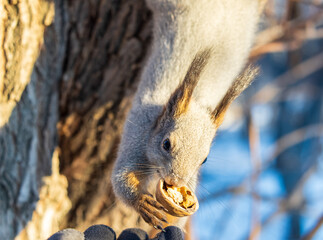 Squirrel eats nuts from a man's hand. Caring for animals in winter or autumn.