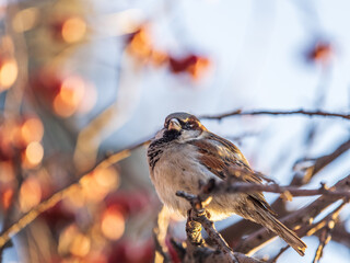 Sparrow sits on a branch without leaves.