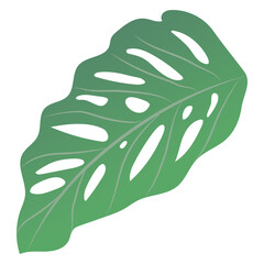 Monstera leaves isolated on transparency background