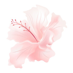 light pink rose mallow flower isolate on transparency background ep15