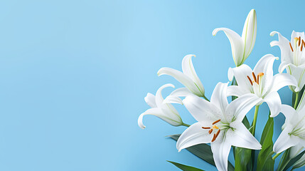 Elegant lilies in bloom