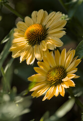 Coneflower Aloha. Echinacea purpurea
