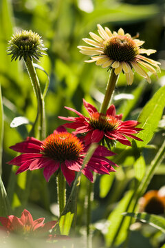 Coneflower Sombrero Tres Amigos and coneflower Yellow Rainbow Marcela. Echinacea purpurea