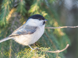 Cute bird the willow tit, song bird sitting on the fir branch