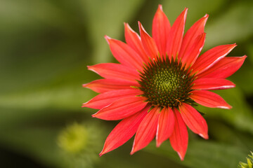 Coneflower Sombrero Tres Amigos. Echinacea purpurea