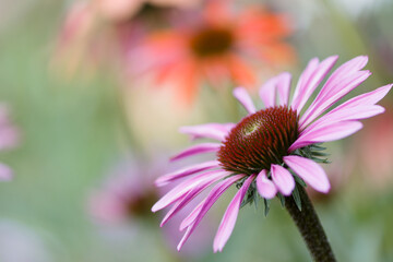 Coneflower Merlot. Echinacea purpurea