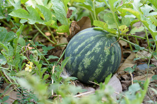 Fresh watermelon grown in an organic field