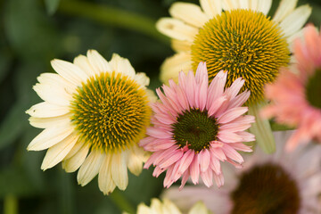 Coneflower Aloha and Seeker's Rainbow. Echinacea purpurea