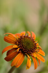 Coneflower Hot Papaya. Echinacea purpurea