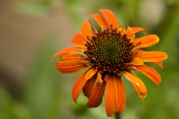 Coneflower Hot Papaya. Echinacea purpurea