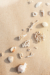 Fototapeta na wymiar Seashells and corals on sandy beach. Trend minimal photo at sunlight. Summer vacation concept, beach mood. Nautical design. Top view nature aesthetics still life composition. Neutral pastel tones