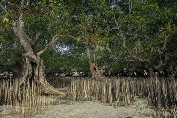 Coastal mangrove trees and extensive roots at the shore of Kuta Bay, Lombok island at low tide