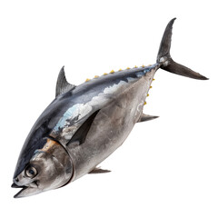 Atlantic bluefin tuna isolated on transparent background, cut out, png