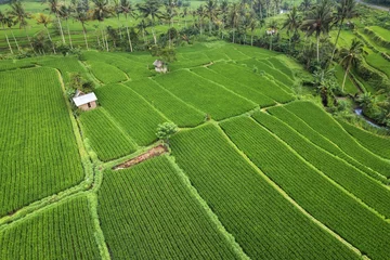 Poster Scenic paddy ricefiled terraces in rural part of Bali island, Karangasem district. © Vladimir