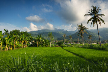 Fototapeta na wymiar Ricefields and hills of touristic Amed village in rural part of tropical Bali island, Karangasem district