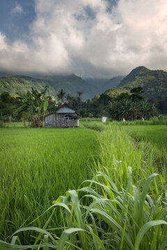 Ricefields and hills of touristic Amed village in rural part of tropical Bali island, Karangasem district