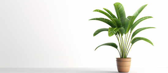 tropical plant  palm in pot on white background - obrazy, fototapety, plakaty
