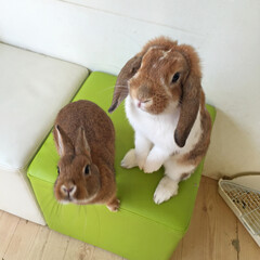 Holland lop rabbit and Netherland dwarf rabbit
