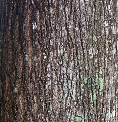 Obraz premium Black and brown bark surface, close-up shot.