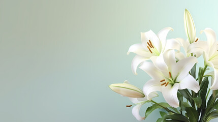 Top view of beautiful lilies blooming on plain background