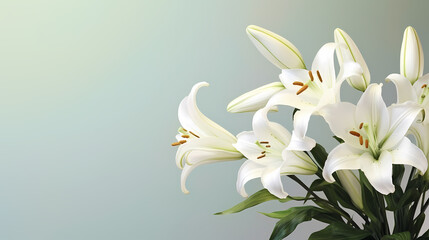 Fototapeta premium Top view of beautiful lilies blooming on plain background