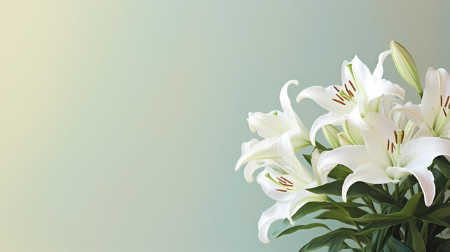Top view of beautiful lilies blooming on plain background