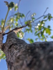 tree branch with sky