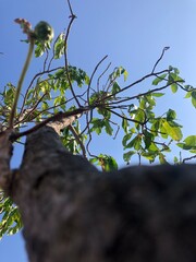 tree branch with sky