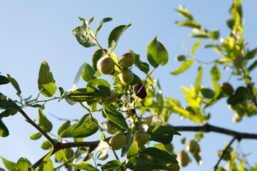 View of the jujubes hanging on the branch against the sky