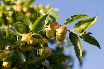 View of the jujubes hanging on the branch against the sky