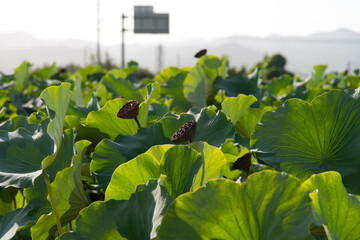 View of the lotus leaves in the rural area