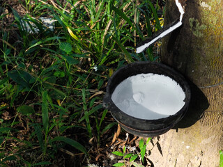 The rubber tree in the garden has a rubber cup. It consists of white latex and has a lump of rubber...