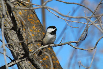 Bird Calling From The Branch, Gold Bar Park, Edmonton, Alberta