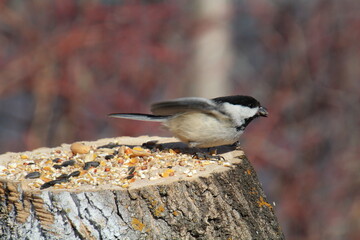 Fast Chickadee, Gold Bar Park, Edmonton, Alberta