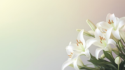 Beautiful lilies on the background