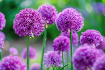 Balls of blossoming Allium flowers