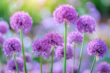 Fototapeta premium Balls of blossoming Allium flowers