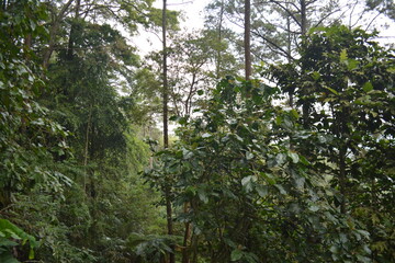 photo of a view in the forest