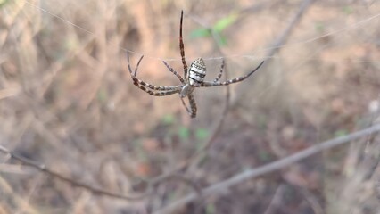 spider in the web