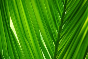 Fototapeta premium Beautiful natural leaves in summer 