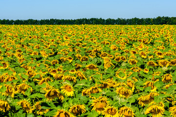Field of the blooming sunflowers at summer. Rural landscape