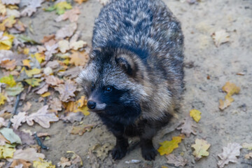Lonely fluffy gray raccoon (Procyon). Wildlife photo