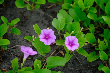 Katang-katang or Tapak Kuda is a creeping plant that is often found on sandy beaches. Ipomoea...